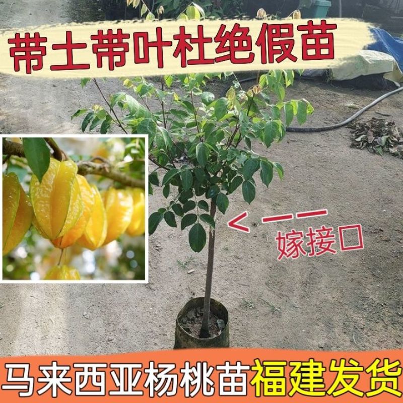 杨桃苗马来西亚大果杨桃四季新加坡嫁接当年结果南方种植地栽盆栽