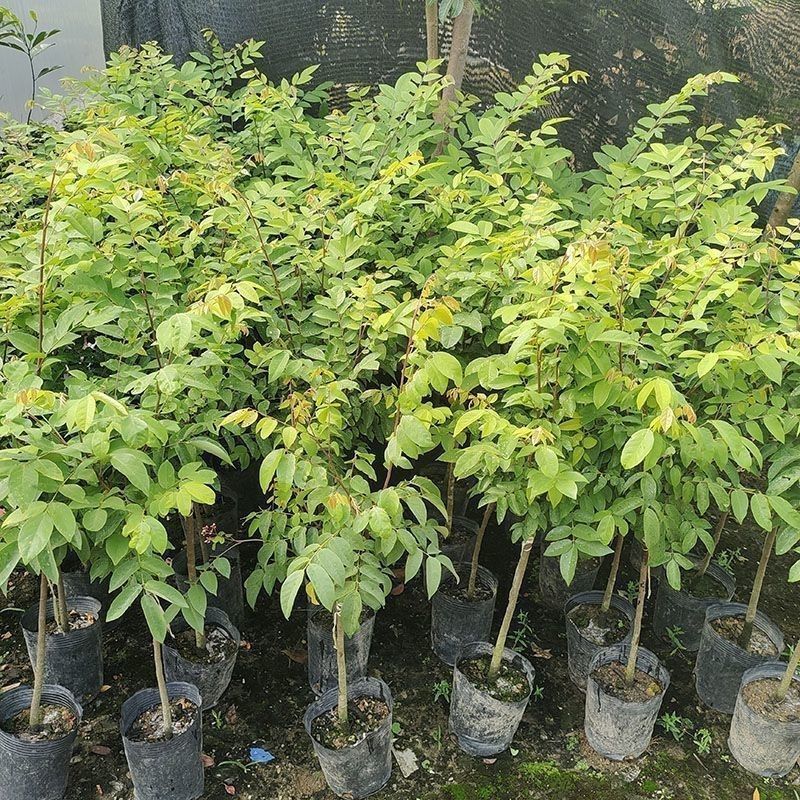 杨桃苗马来西亚大果杨桃四季新加坡嫁接当年结果南方种植地栽盆栽