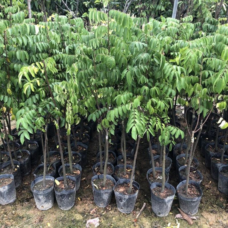 杨桃苗马来西亚大果杨桃四季新加坡嫁接当年结果南方种植地栽盆栽