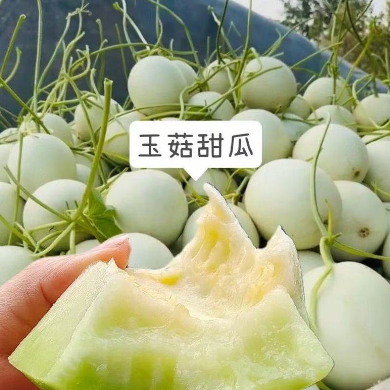 玉菇甜瓜，超市供应，社区团购，电商平台，一件代发。