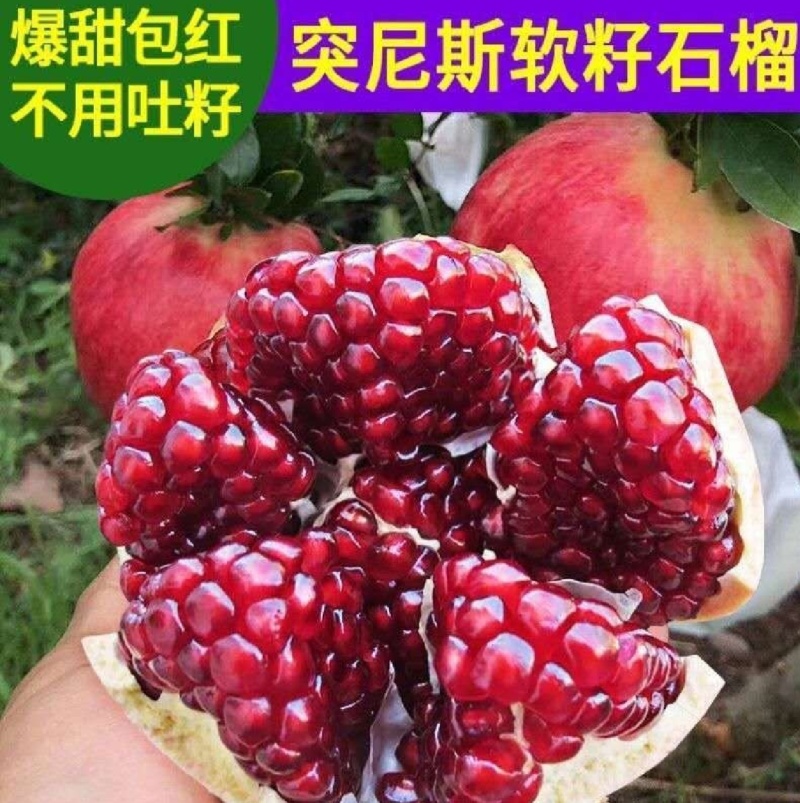【突尼斯软籽石榴】四川凉山会理突尼斯一级果二级果高次果