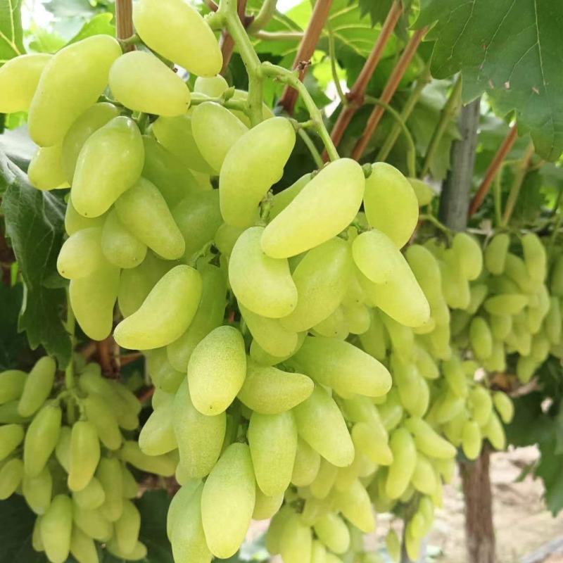 种植户一手货源