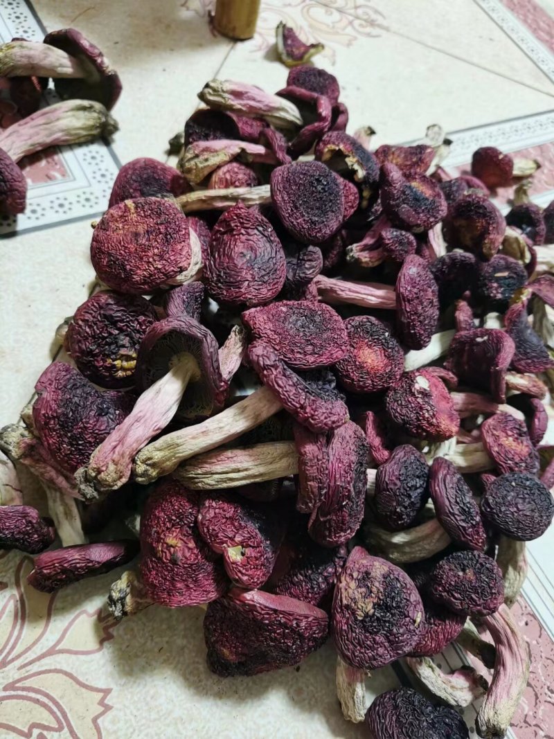 红菇，标菇，高山红，紫面蓝底红菇，个个精品，大量批发零售