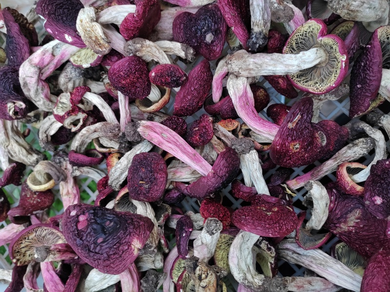 红菇，标菇，高山红，紫面蓝底红菇，个个精品，大量批发零售