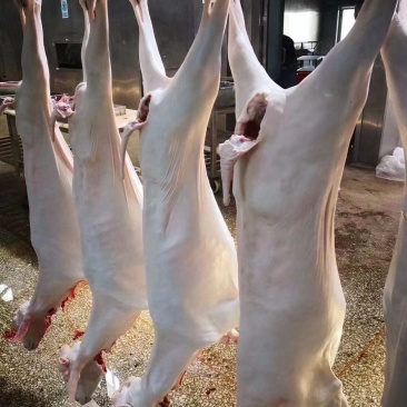 带皮羊肉羊肉精修无油纯干无水。全部本地散养