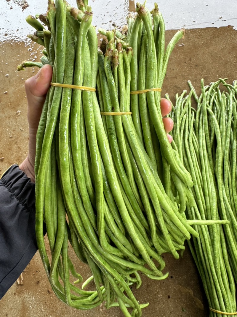 精品）细条豇豆精品长豆角泡豆货源稳定欢迎来电