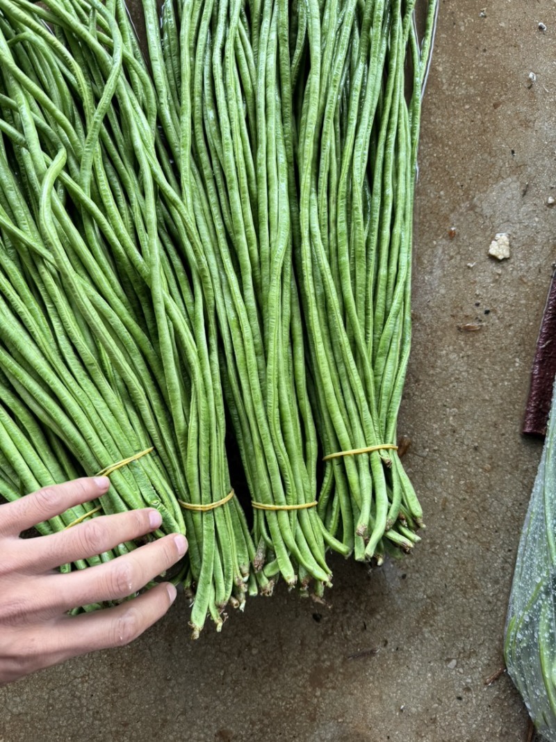 精品）细条豇豆精品长豆角泡豆货源稳定欢迎来电