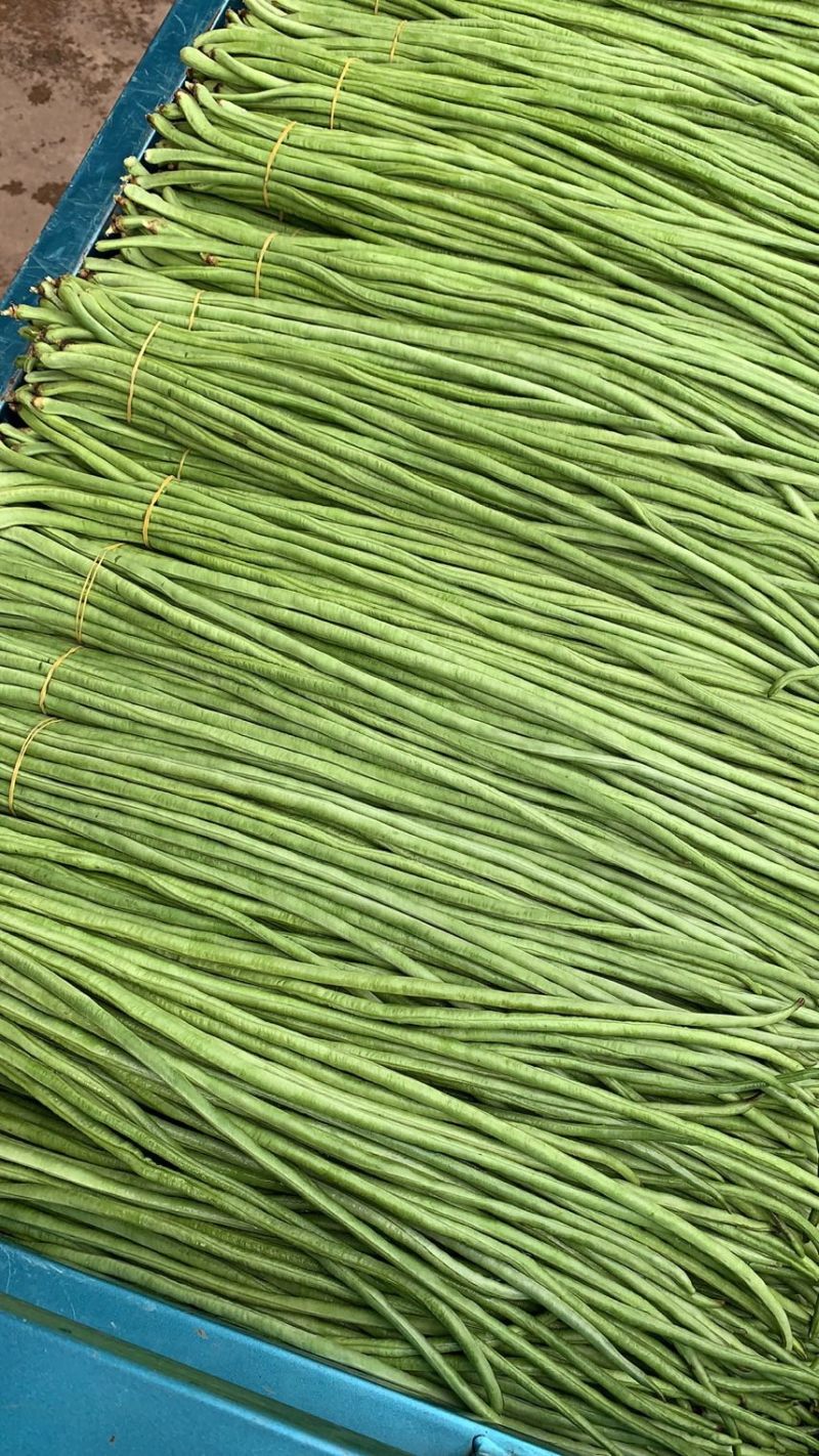 精品）细条豇豆精品长豆角泡豆货源稳定欢迎来电
