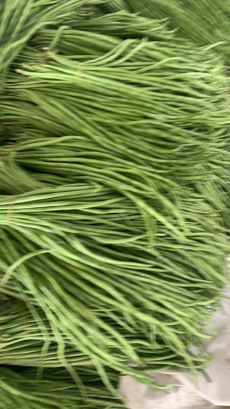 精品）细条豇豆精品长豆角泡豆货源稳定欢迎来电
