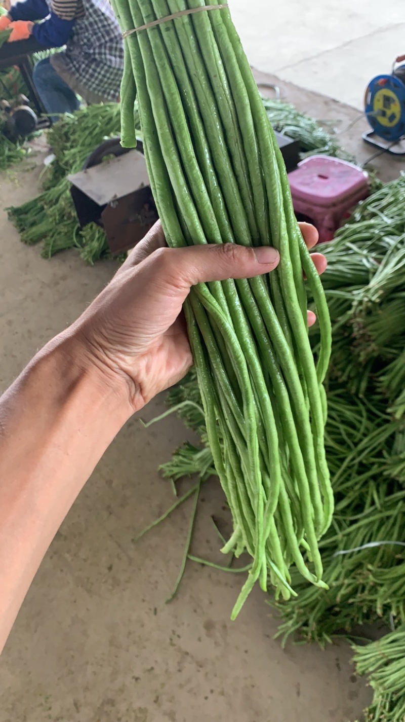 精品）细条豇豆精品长豆角泡豆货源稳定欢迎来电