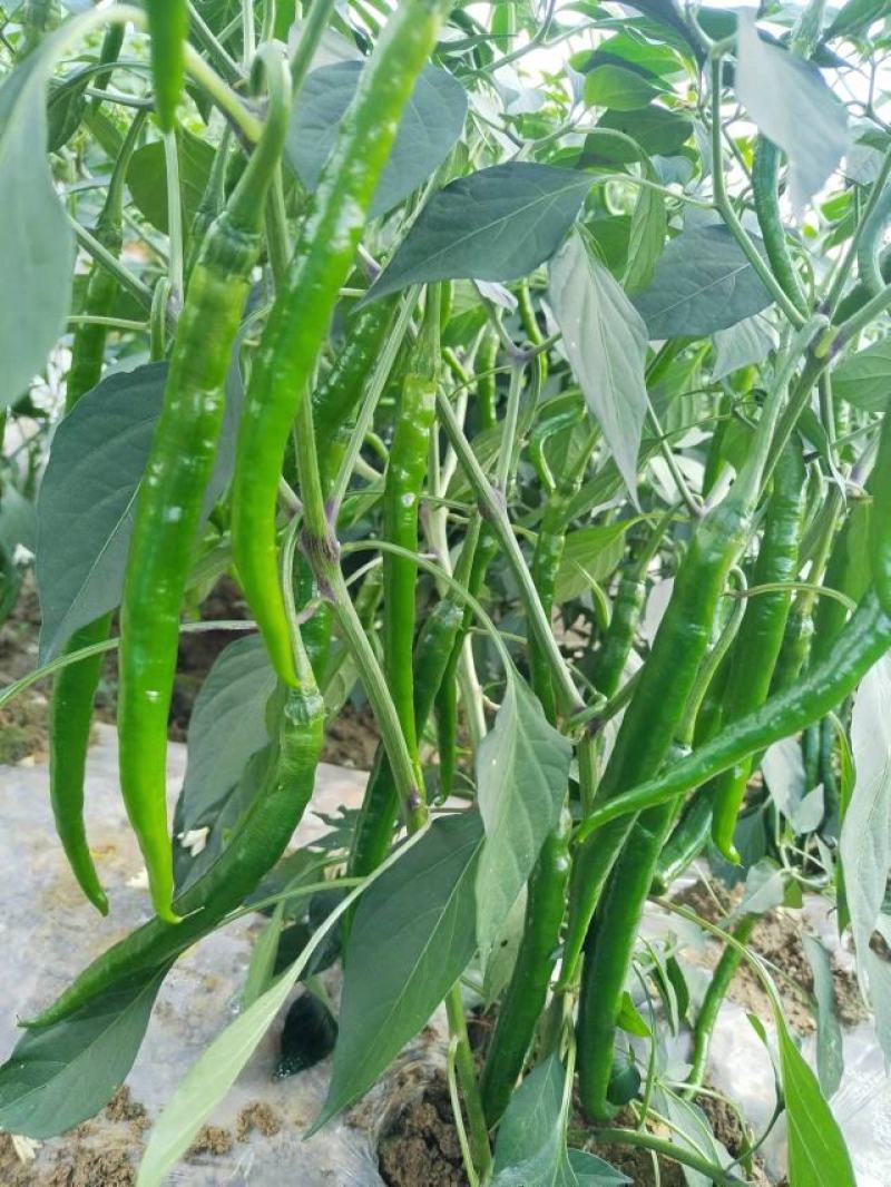 辣椒
