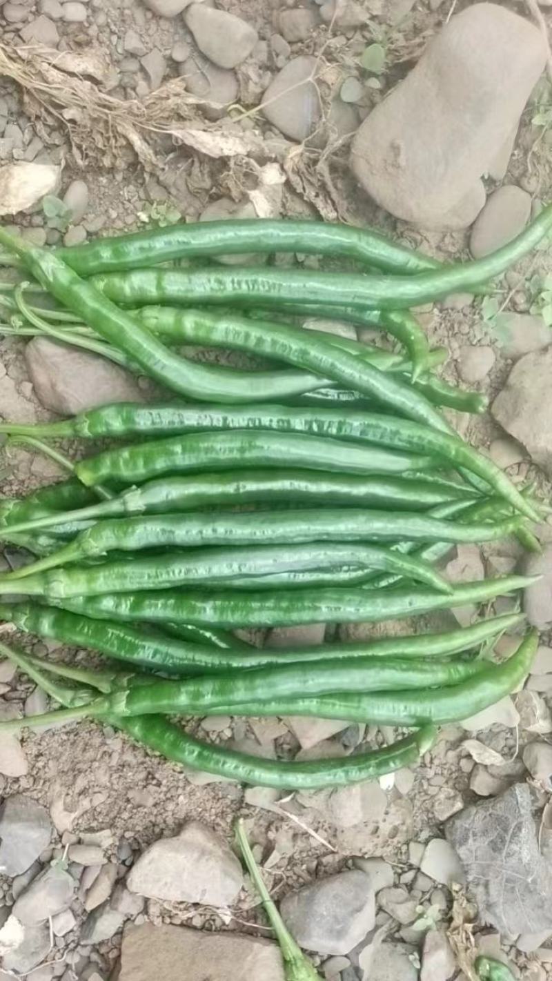 辣椒