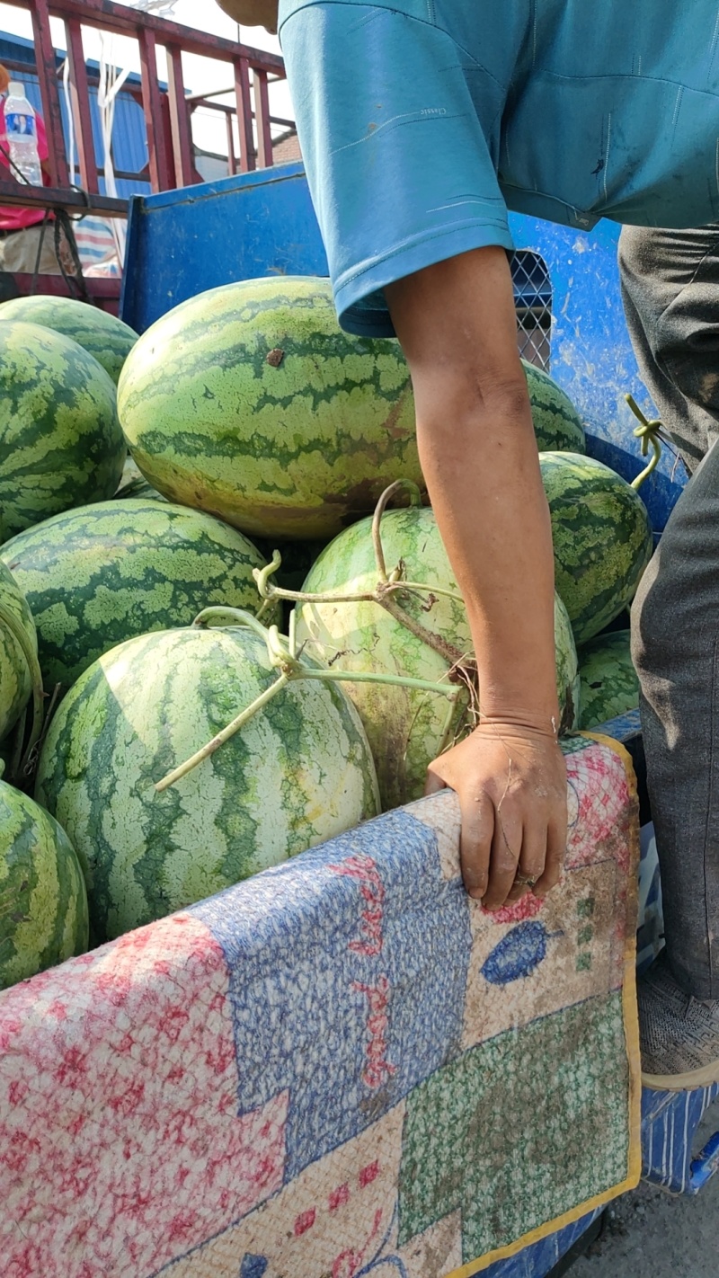 陕西宝鸡扶风西瓜产区