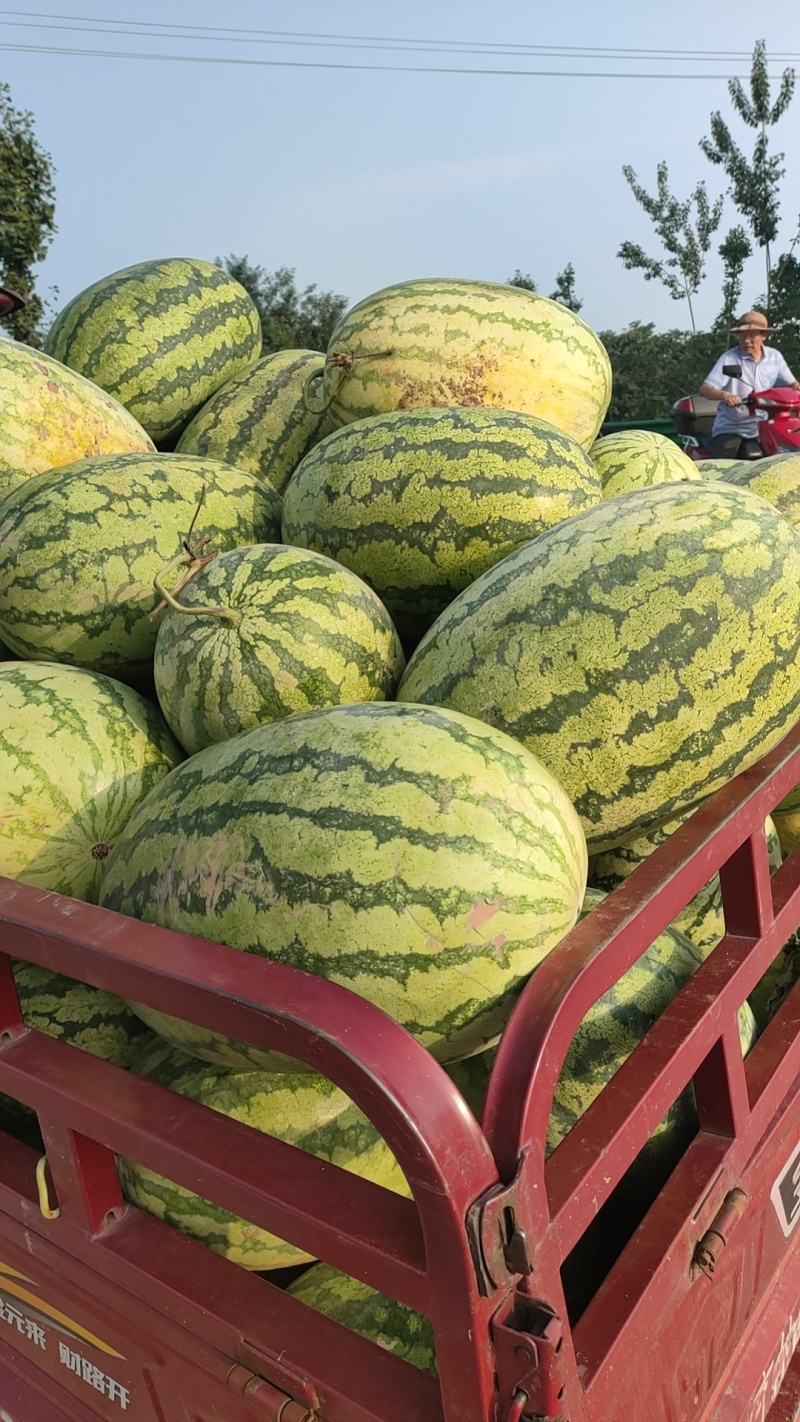 陕西宝鸡扶风西瓜产区