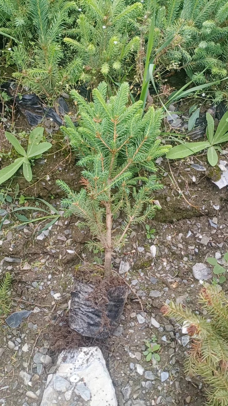 精品云杉杯苗，裸根苗，数量有限先到先得。