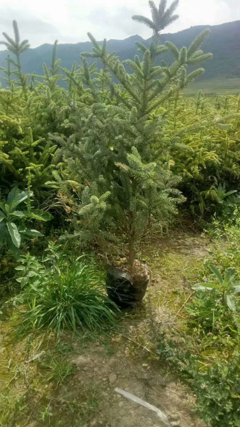 精品云杉杯苗，裸根苗，数量有限先到先得。