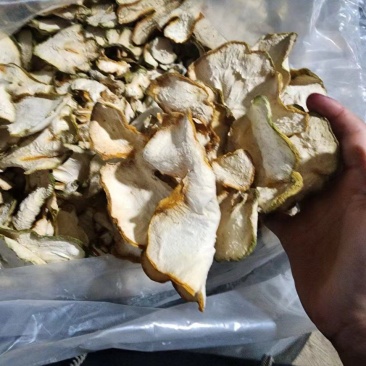金毛狗脊