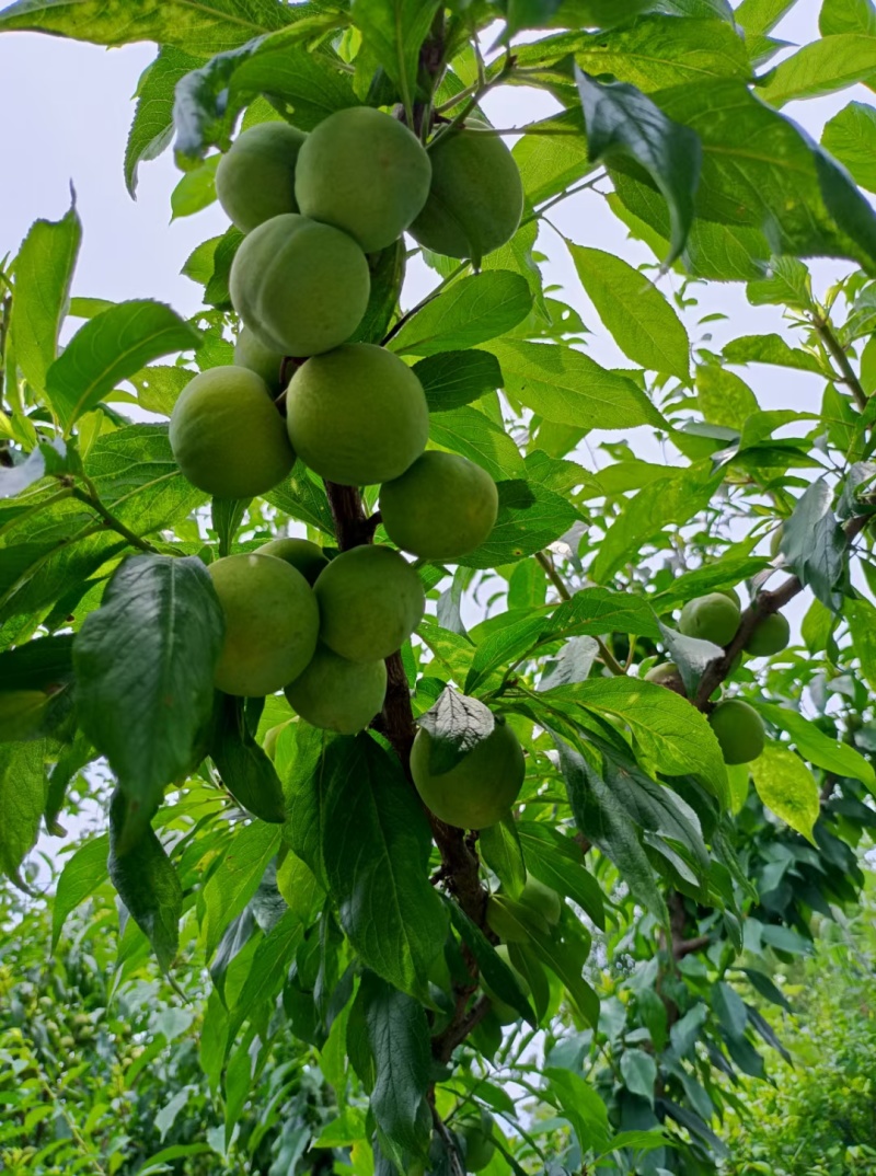 乔王青脆李，现摘