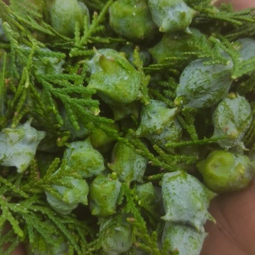 供应侧柏鲜果，柏子仁