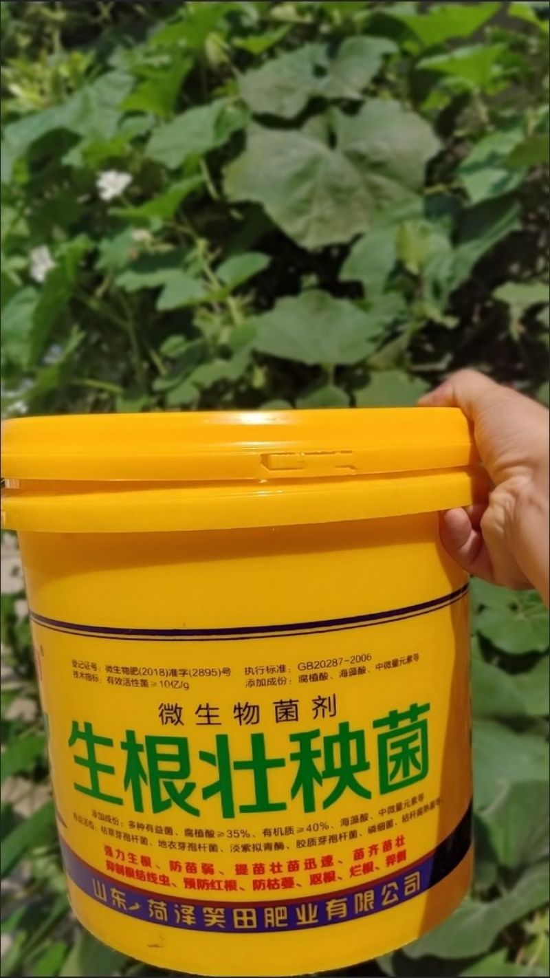 生根壮秧菌，主根发达，新根多，毛细根稠密，抗重茬。