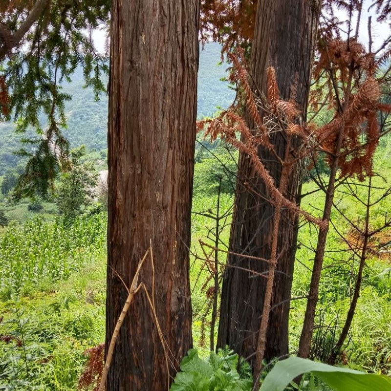 寿材专用本地沙树，