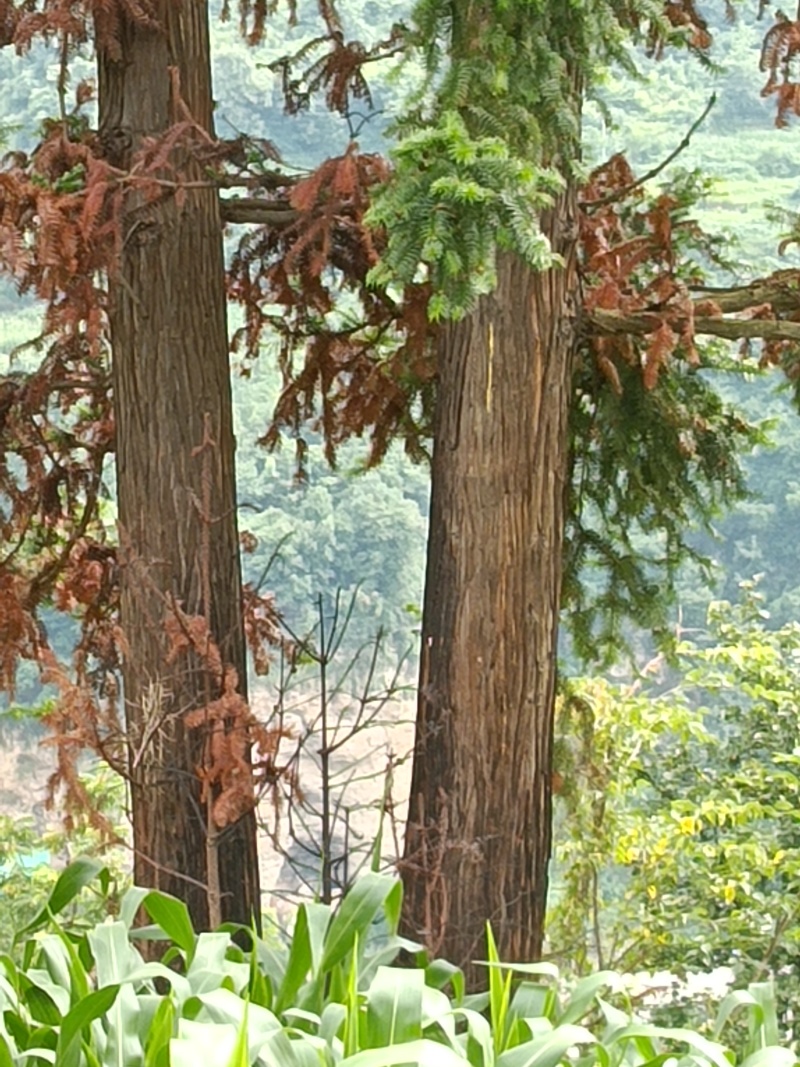 寿材专用本地沙树，