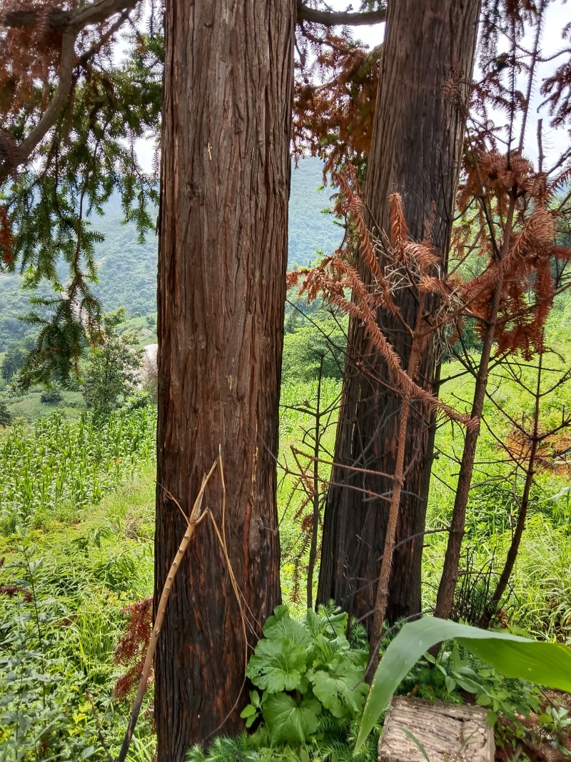 寿材专用本地沙树，