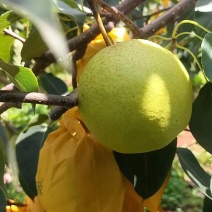【推荐】雪花梨精品雪花梨原产地一手货源全国发货价格实惠