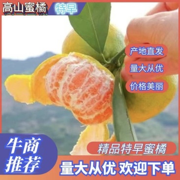 湖北蜜橘扁果无籽薄皮，柔嫩多汁，纯甜化渣质量三包货源充足