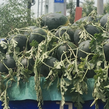 黑美人西瓜一茬瓜