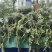 黑美人西瓜一茬瓜