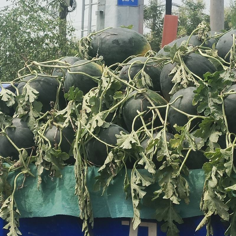黑美人西瓜一茬瓜