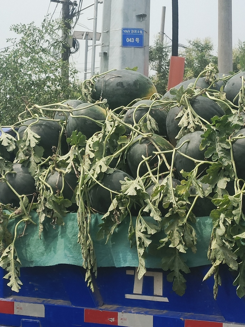 黑美人西瓜一茬瓜