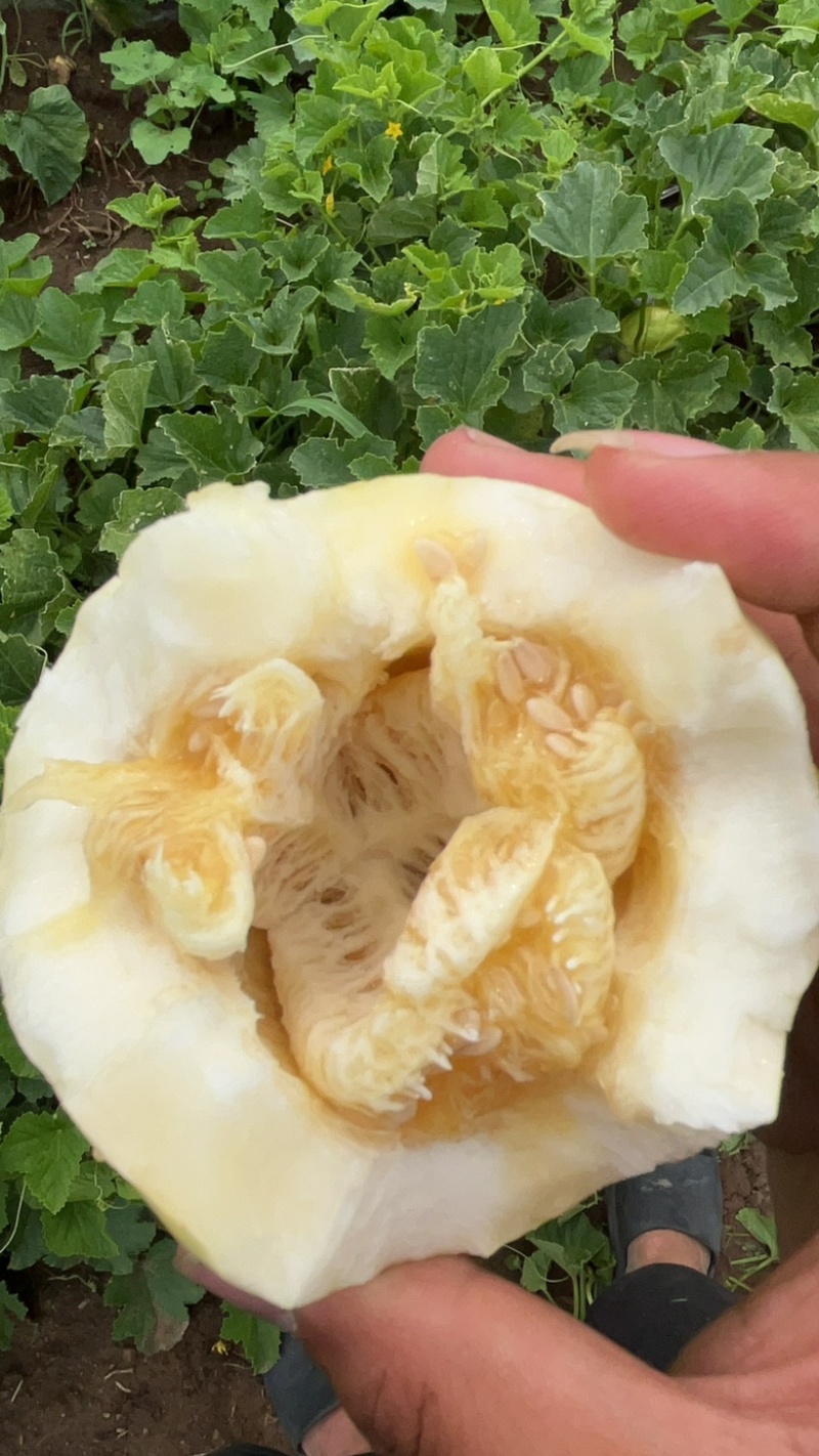 黑龙江香瓜大地香瓜