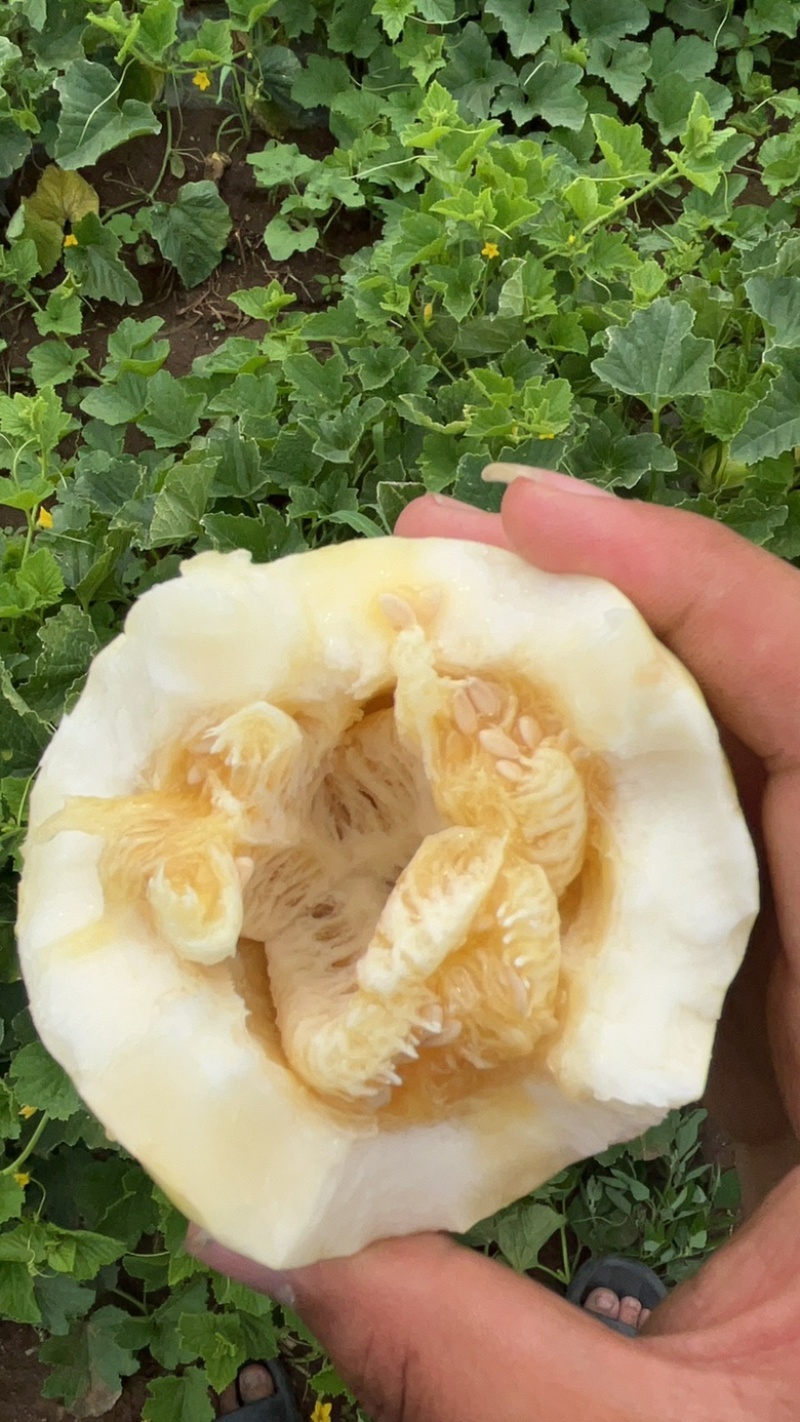 黑龙江香瓜大地香瓜