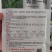 青美一号鸡毛菜种子杂交高品质青梗小白菜青菜种子耐热四季播