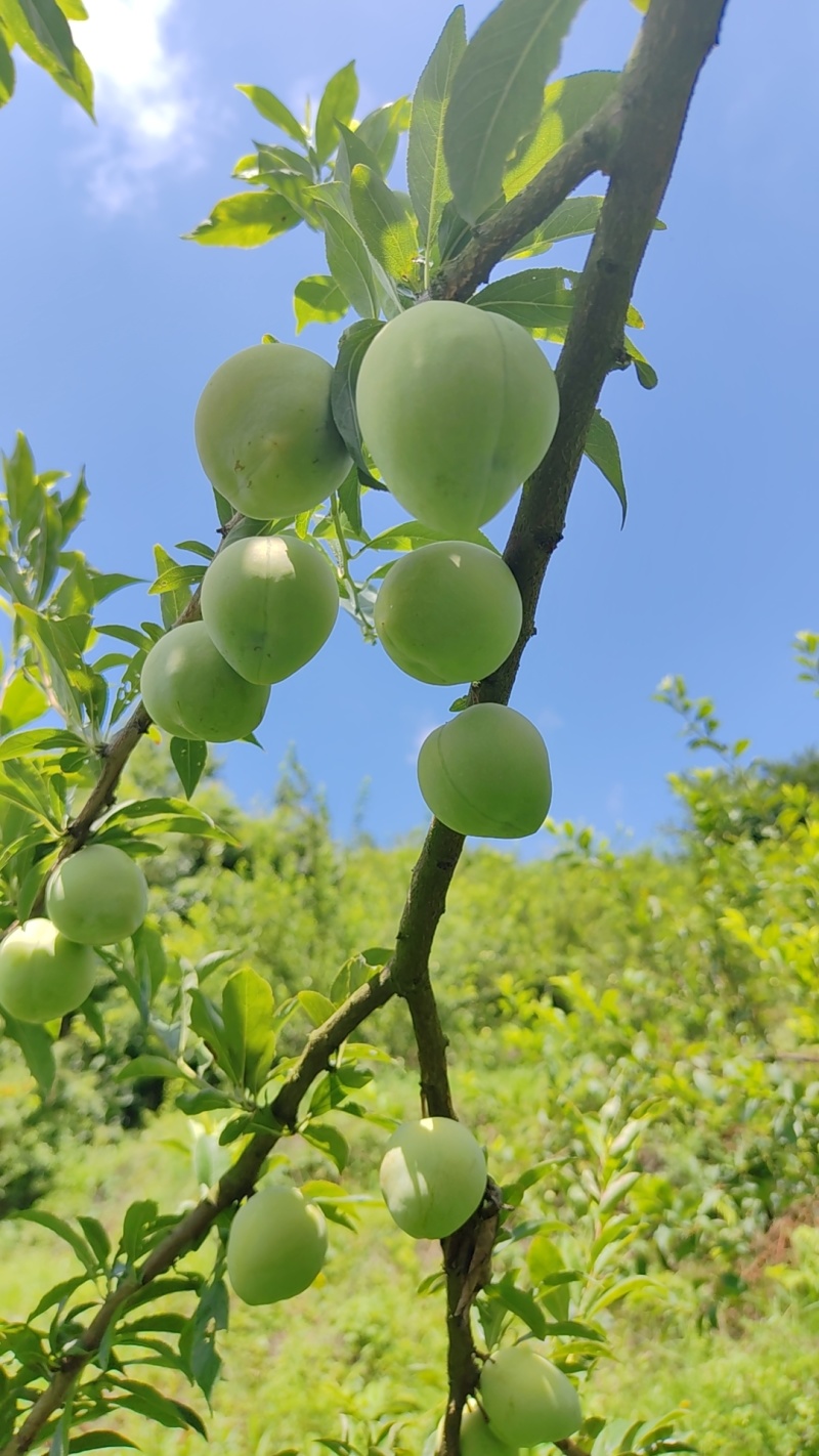 贵州省清镇市王庄乡小坡村奈李