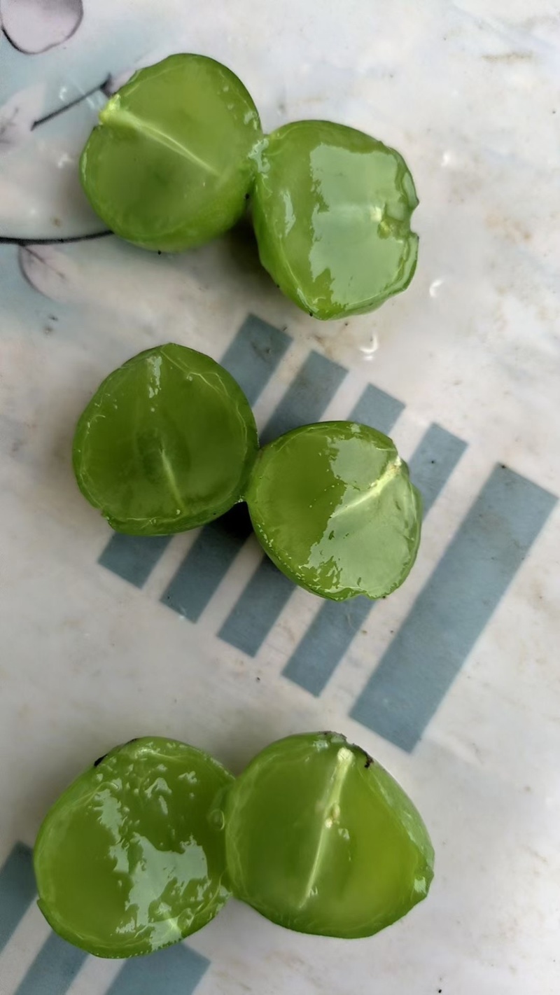罐头葡萄巨峰藤稔8611王中王产地大量供应了