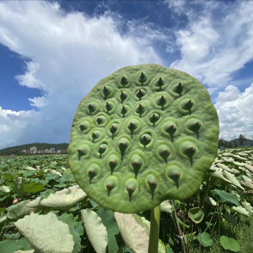 海岛鲜莲蓬好山好水好品质