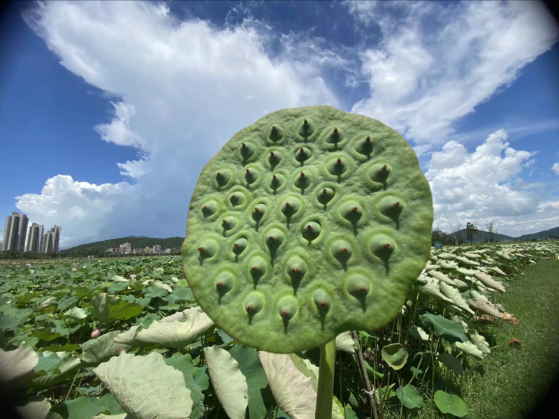 海岛鲜莲蓬好山好水好品质