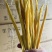 口感纯正纯手工黄豆腐竹（3000斤起批）