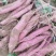 渭河滩板栗红薯，干面甜，无虫眼，无丝，皮色红，需要的联系