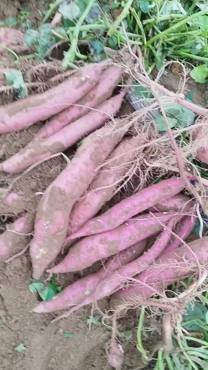 渭河滩板栗红薯，干面甜，无虫眼，无丝，皮色红，需要的联系