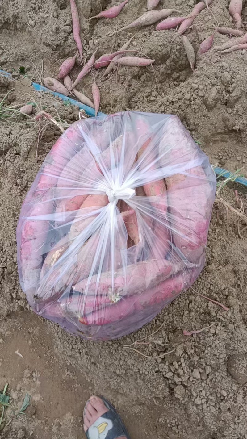渭河滩板栗红薯，干面甜，无虫眼，无丝，皮色红，需要的联系
