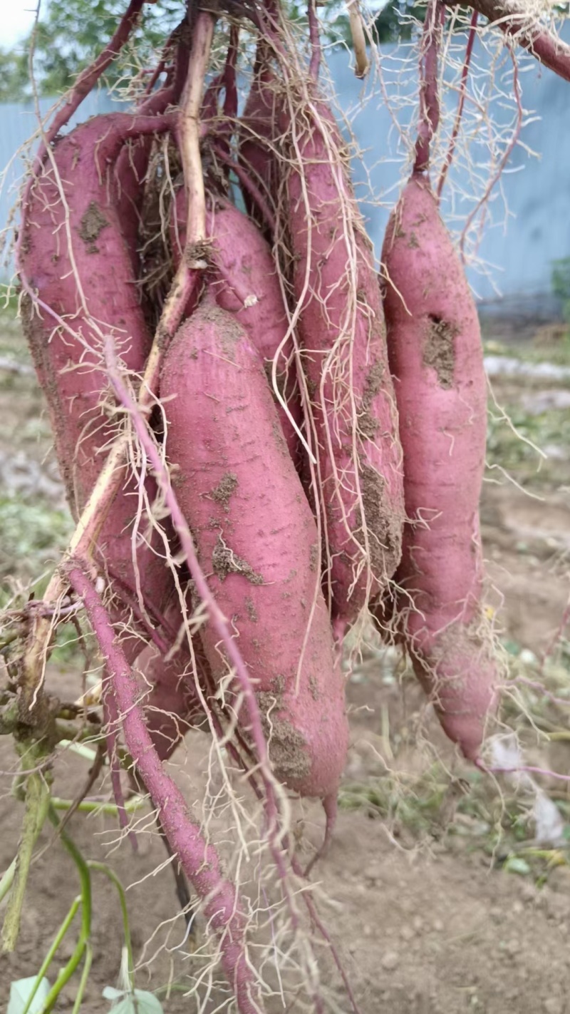 渭河滩板栗红薯，干面甜，无虫眼，无丝，皮色红，需要的联系