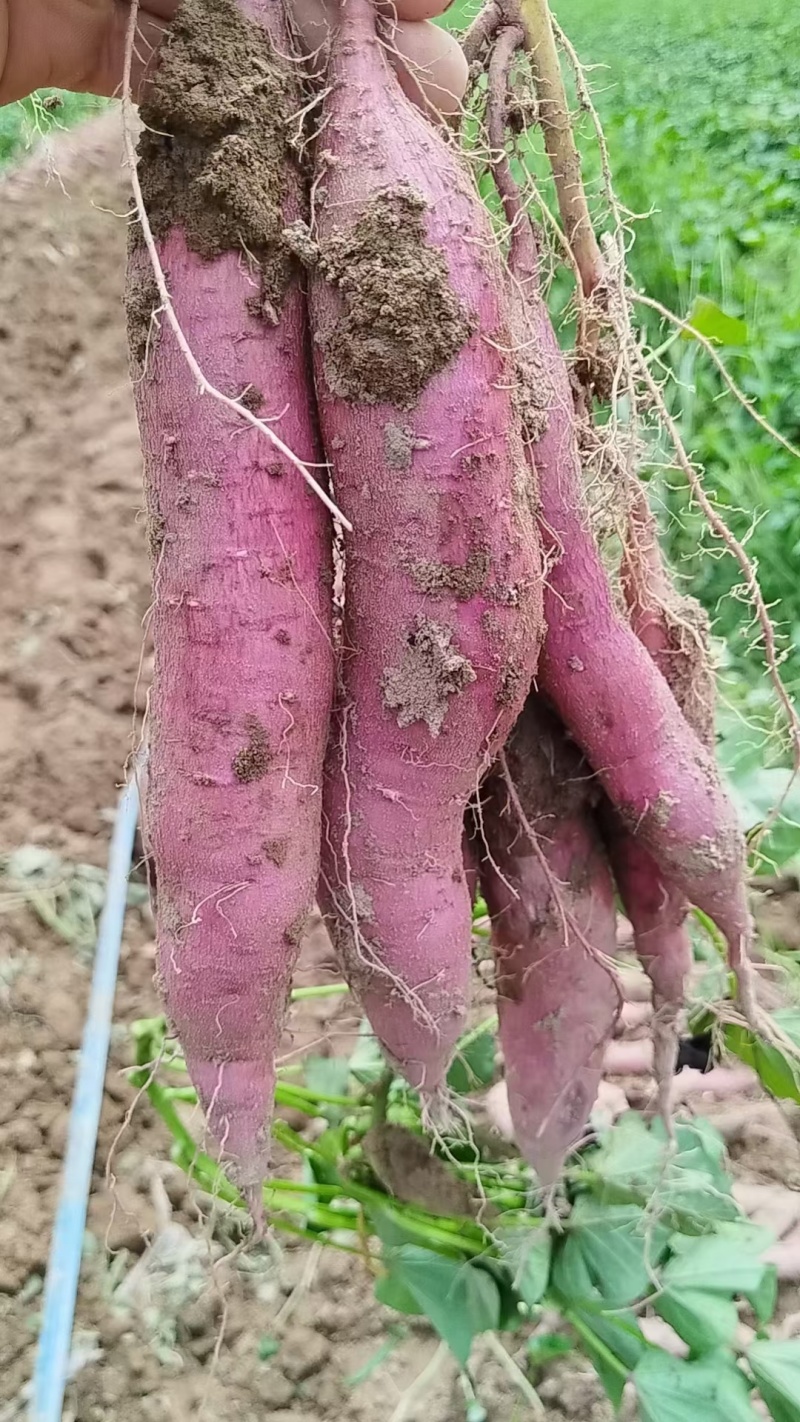 渭河滩板栗红薯，干面甜，无虫眼，无丝，皮色红，需要的联系