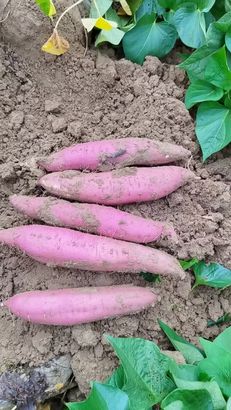 渭河滩板栗红薯，干面甜，无虫眼，无丝，皮色红，需要的联系