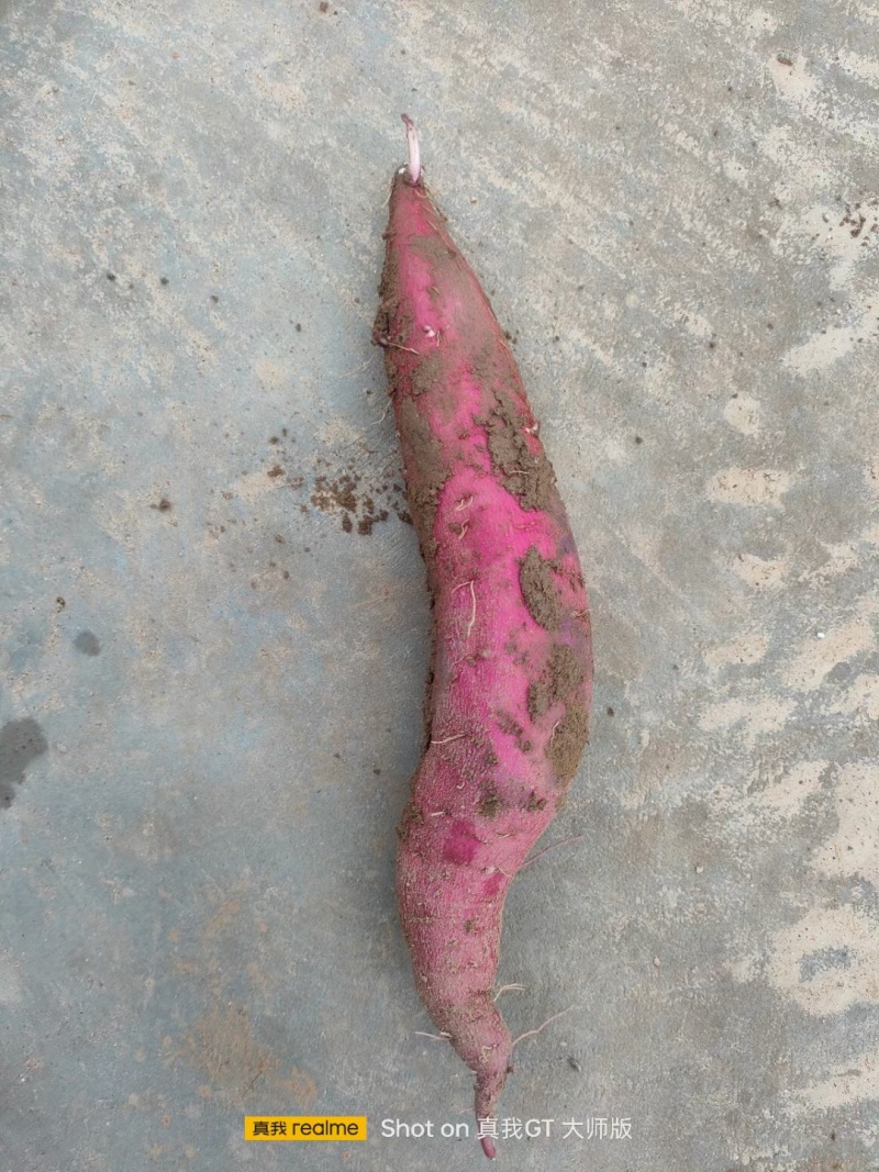 渭河滩板栗红薯，干面甜，无虫眼，无丝，皮色红，需要的联系