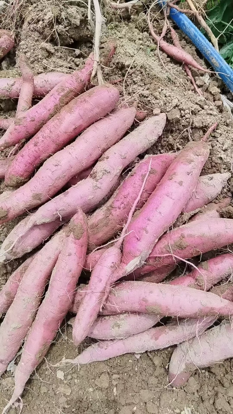 渭河滩板栗红薯，干面甜，无虫眼，无丝，皮色红，需要的联系