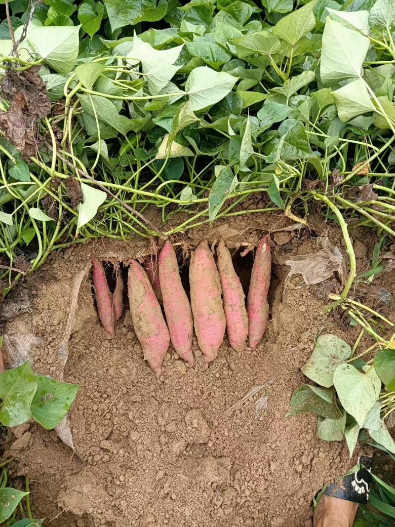 渭河滩板栗红薯，干面甜，无虫眼，无丝，皮色红，需要的联系